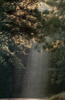 floresta
